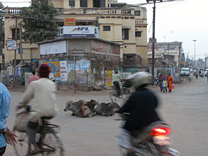 Cows in the Street Outside the Bombay Hotel, Cuttack