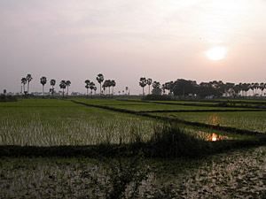 Rice paddies on the way to Hyderbad